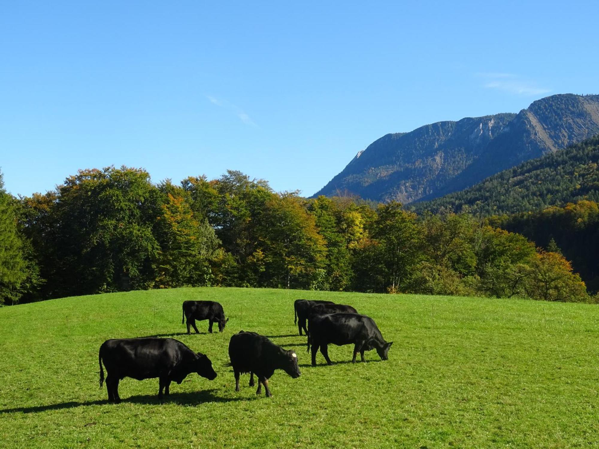Bio Bauernhof Eggerhof Villa Strobl Eksteriør bilde